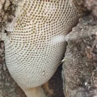 عسل طبیعی|خوردنی و آشامیدنی|زرین آباد, |دیوار