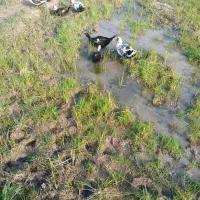 اردک اسراییلی|حیوانات مزرعه|کوچصفهان, |دیوار