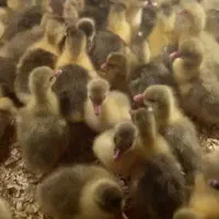 جوجه غاز دورگه محلی افریقایی غاز قاز