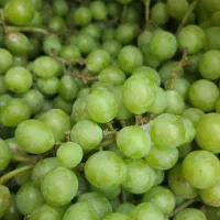 انگور مناسب آبغوره گیری