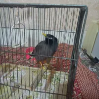 میناماده یکساله سالم وسرحال