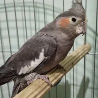 عروس هلندی ماده|پرنده|کازرون, |دیوار