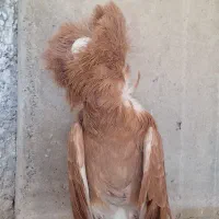 کبوتر سوپر شامپیون .دنش.طوقی