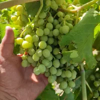 غوره