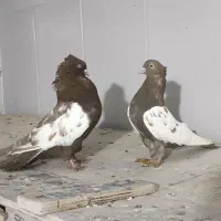 کبوتر|پرنده|مرودشت, شهرک مهدیه|دیوار