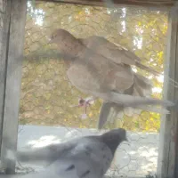 کبوتر|پرنده|خوانسار, |دیوار