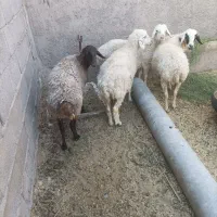 میش