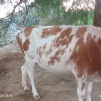 حیوانات|حیوانات مزرعه|میناب, |دیوار