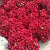 تخفیف ویژه داودی|گل و گیاه طبیعی|قائمشهر, |دیوار