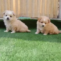 واگذاری سگ پامر روباهی|سگ|تهران, فلسطین (میدان انقلاب)|دیوار