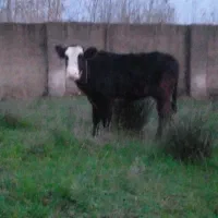 سلام یک عدد لیشه چالوسی|حیوانات مزرعه|خشکبیجار, |دیوار