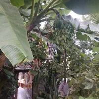 نهال موز|گل و گیاه طبیعی|آمل, |دیوار