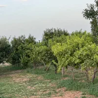 شهر تاکستان فروش باغ و باغچه|فروش دفتر صنعتی، کشاورزی، تجاری|کرج, مهرویلا جنوبی|دیوار