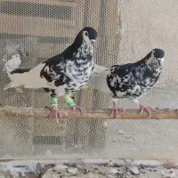 کفتر افغانیافشون نر ماده