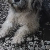 واگذاری توله سگ شینزو|سگ|صومعه‌سرا, |دیوار