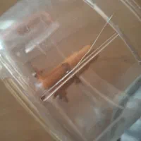 ابزار|حراج|تبریز, |دیوار