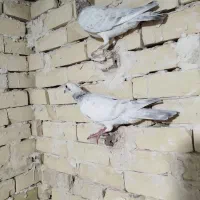ده تا سار وسبز|پرنده|چناران, |دیوار