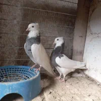 کبوتر طوقی هفت رنگ|پرنده|فردوس (خراسان), |دیوار