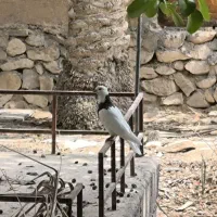 کبوتر طوقی تاج دار|پرنده|خورموج, |دیوار