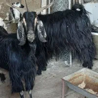 دو عدد بز|حیوانات مزرعه|شوشتر, |دیوار