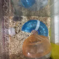 همستر وینتر وایت و کمپل|موش و خرگوش|تهران, مشیریه|دیوار