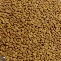 بذر یونجه