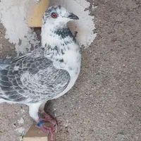 کفتر کبوتر بزک سینه سفید|پرنده|شیراز, دشت چنار|دیوار