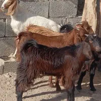 کهره ماده پاکستانی