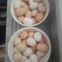 تخم مرغ خانگی ۶۰ عدد ۱ میلیون