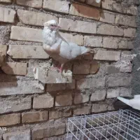 جفط‌دمزرد|پرنده|اهواز, شهرک رزمندگان|دیوار