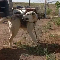سگ سرابی گله محشر
