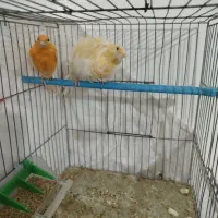 آماده به شرط|پرنده|تبریز, |دیوار