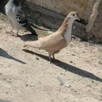 ماده زرد ریشی|پرنده|زرند, |دیوار