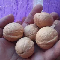 گردودرجهیک
