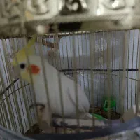 عروس دستی|پرنده|مشهد, پورسینا|دیوار