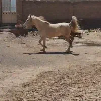 مادیان کردی سردمگیر