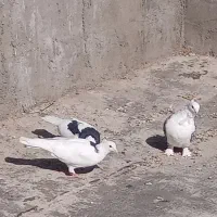 کبوتر|پرنده|خانمیرزا, |دیوار