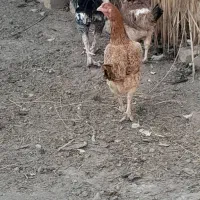 حیوانات مزرعه