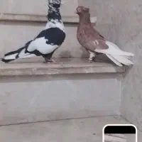 کبوتر