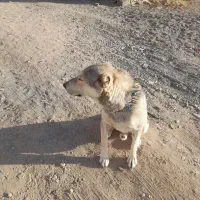 سلام دوستان سگ به شرط گله