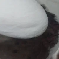 فروشی کفتر.فروش باهمه|پرنده|اسدآباد, |دیوار