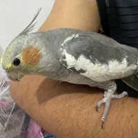 عروس هلندی|پرنده|بندرعباس, |دیوار