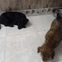 توله سگ پا کوتاه|سگ|ورامین, ریحان آباد|دیوار