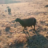 بره مخصوص پرواربندی