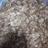 گردو تویسرکان|خوردنی و آشامیدنی|تهران, فرزانه|دیوار