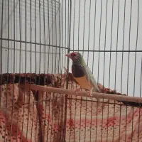 فنچ|پرنده|قم, چهل درخت|دیوار