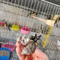انواع پرنده زینتی جوجه سهره