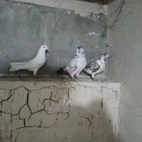 کبوتر