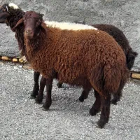 ۳راس بره نر چاق