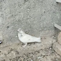 کبوتر|پرنده|معصومیه, |دیوار